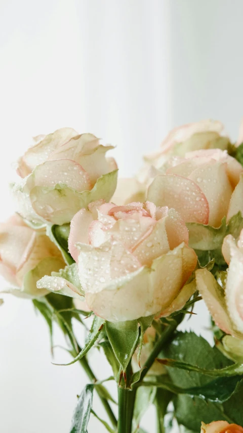 a vase filled with pink roses sitting on a table, dewy skin, on grey background, subtle detailing, bubbly