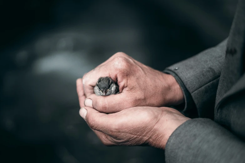 a person holding a small bird in their hands, by Matt Stewart, pexels contest winner, symbolism, fatherly, hatching, real life photo of a syrian man, grey