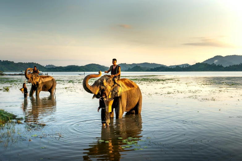 a man riding on the back of an elephant in a body of water, golden hour photo, 2 animals, myanmar, standing in a lake