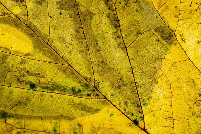 a close up view of a yellow leaf, a macro photograph, pixabay, renaissance, deteriorated, high detail photo, extremely-detailed, sycamore