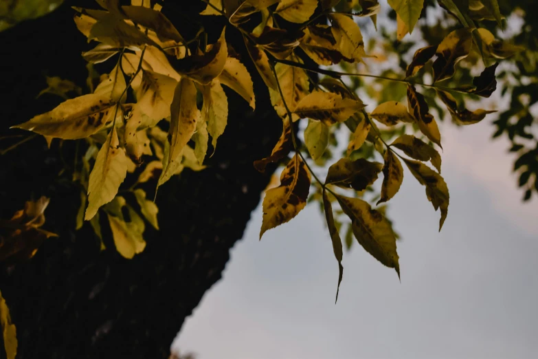 a tree that has some leaves on it, trending on pexels, yellow, cinematic close shot, background image, angled shot