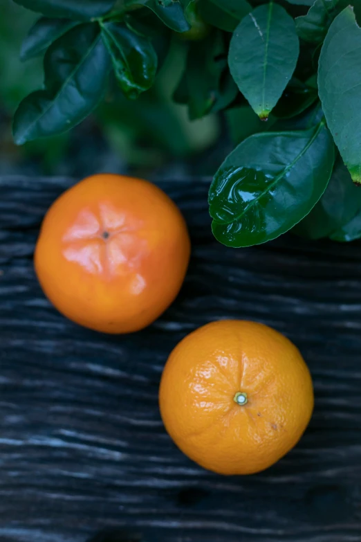 two oranges sitting next to each other on a table, vibrant foliage, close up of iwakura lain, high quality product image”