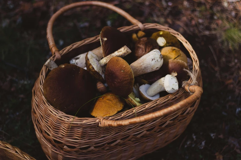 a basket full of mushrooms sitting on the ground, a still life, by Julia Pishtar, unsplash, renaissance, ocher, high quality product image”