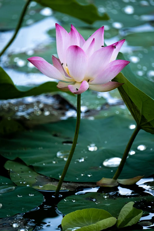 a pink flower floating on top of a body of water, lush surroundings, exterior, nirvana, on location