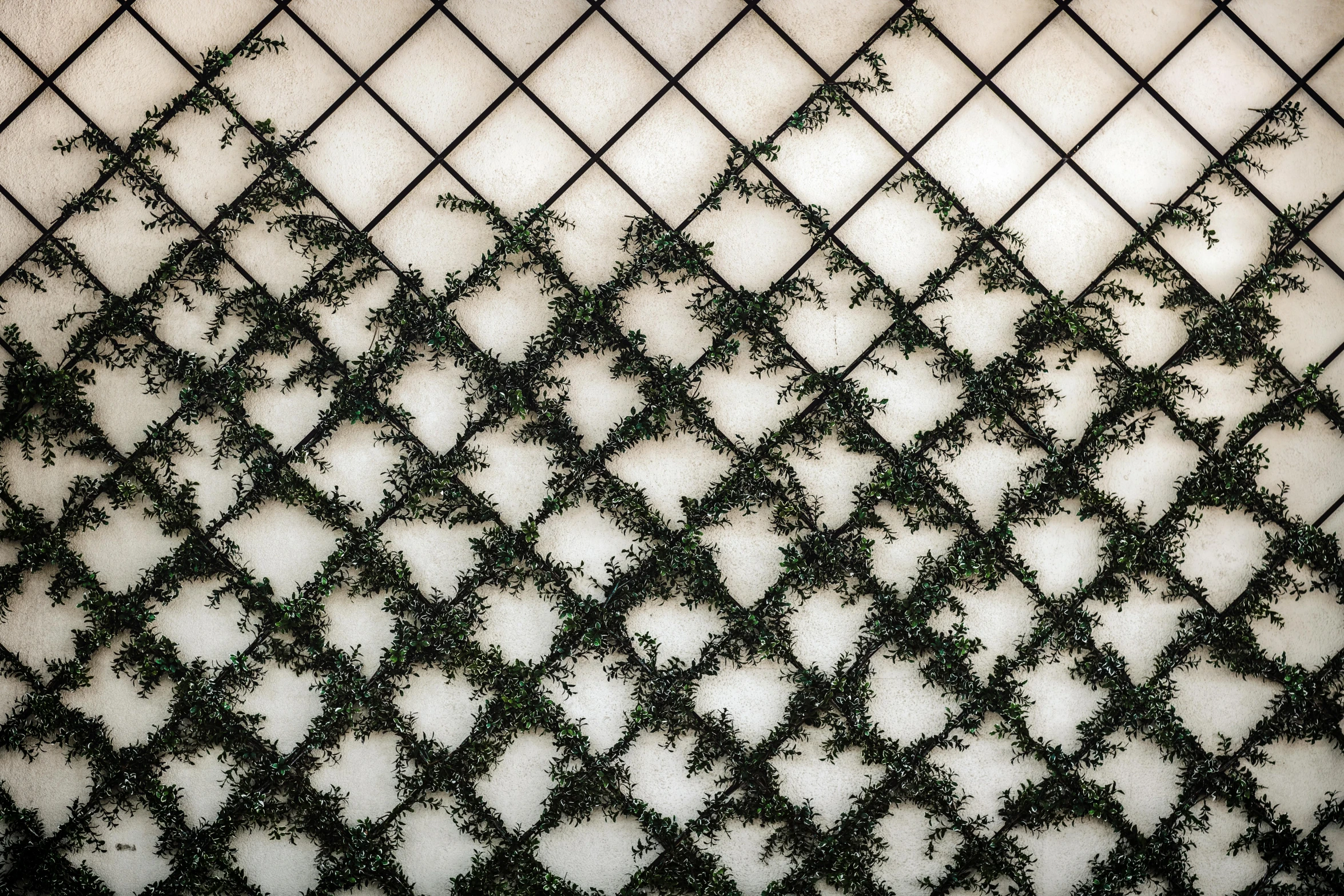 a wall that has some plants growing on it, inspired by Pierre Pellegrini, unsplash, generative art, lattice, evergreen branches, square shapes, wallpaperflare