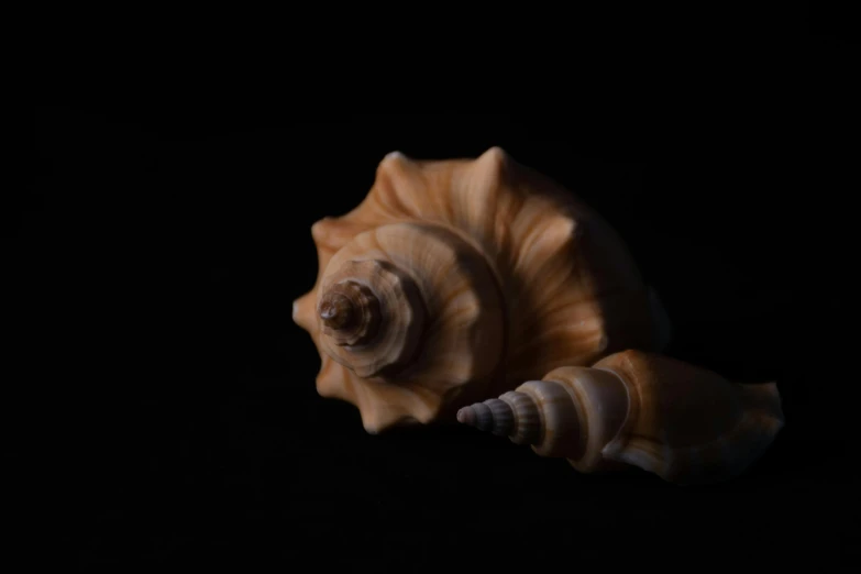 a close up of a shell on a black background, unsplash, studio medium format photograph, brown, photorealistic octane render 8 k, ignant