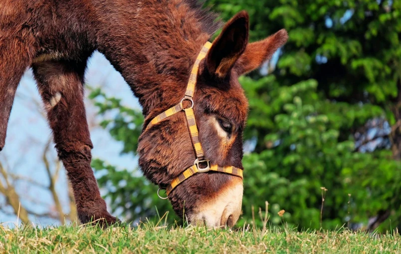 a donkey standing on top of a lush green field, avatar image, orthodox, cute nose, harness