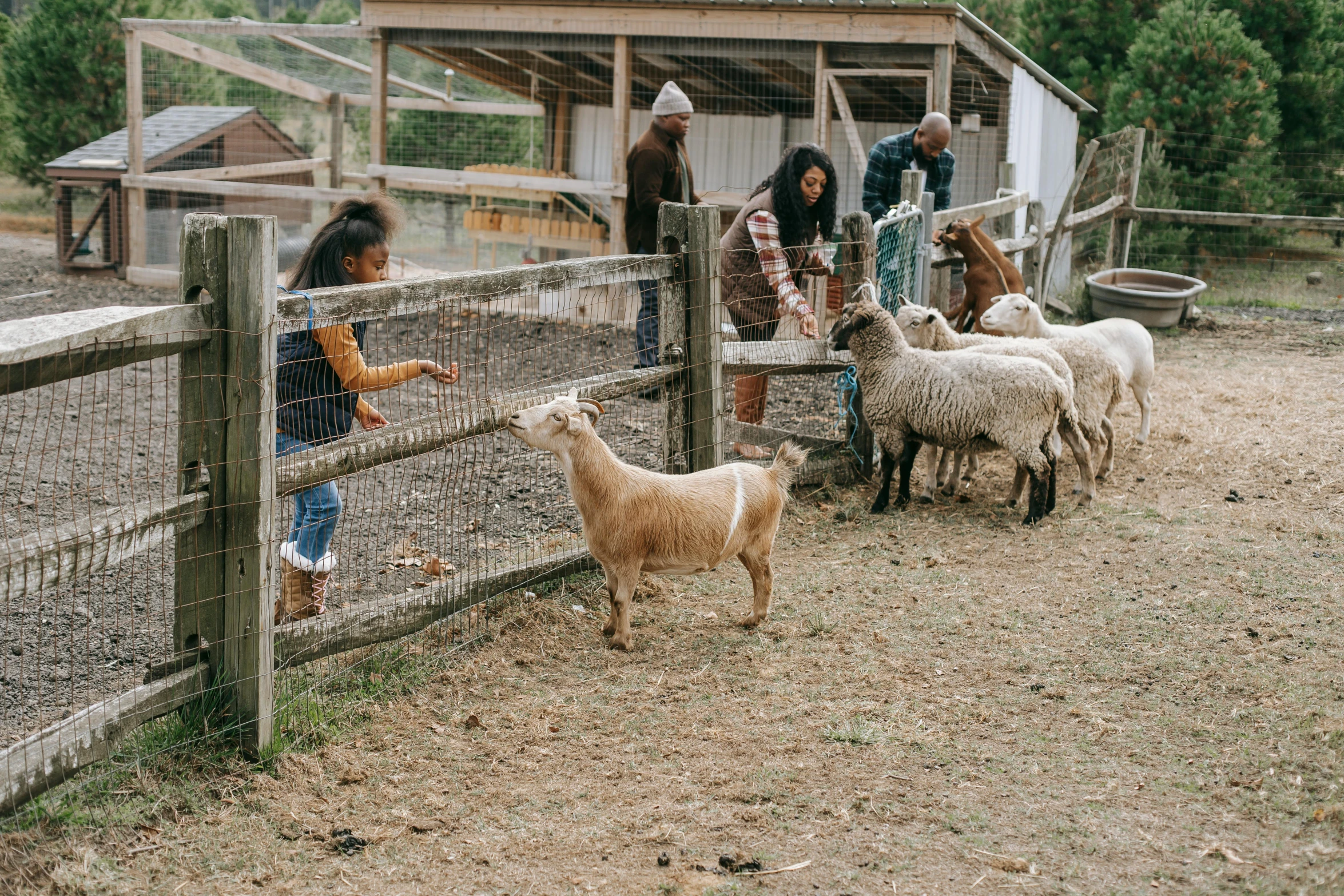 a group of people petting sheep behind a fence, trending on pexels, renaissance, tiny village, sydney park, thumbnail, full body image