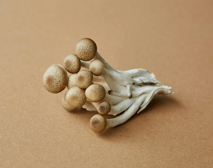 a bunch of mushrooms sitting on top of a table, a macro photograph, by Elsa Bleda, unsplash, mingei, taupe, japanese collection product, 2010s, ramps