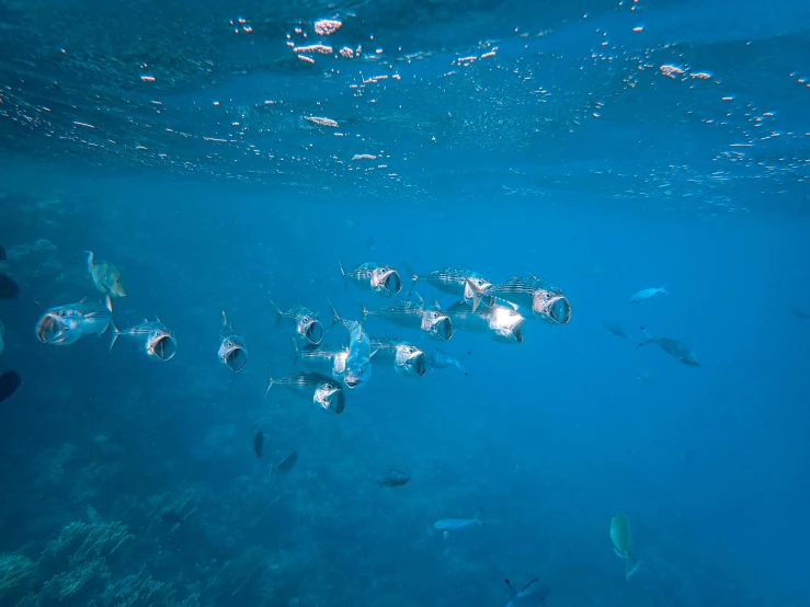 a group of fish swimming in the ocean, unsplash, hurufiyya, sapphire waters below, floating lampoons, high quality photo, ready to eat