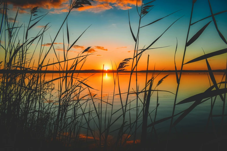 a sunset over a body of water with tall grass in the foreground, by Jan Tengnagel, pexels contest winner, fan favorite, calm vivid colors, screensaver, high-resolution