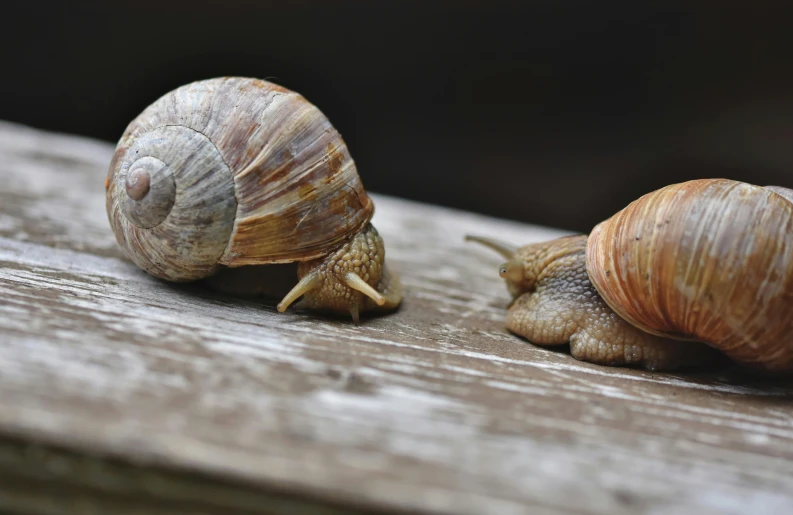 a couple of snails sitting on top of a wooden table