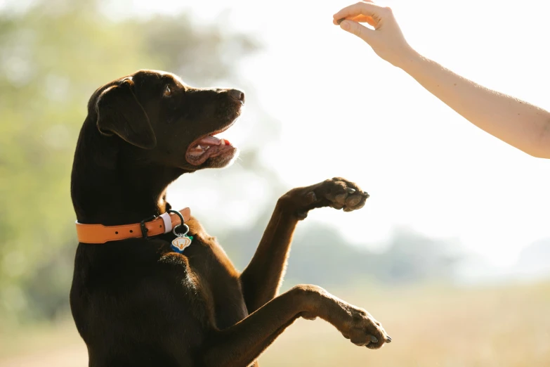 a close up of a person feeding a dog, hands in the air, sun overhead, labrador, thumbnail