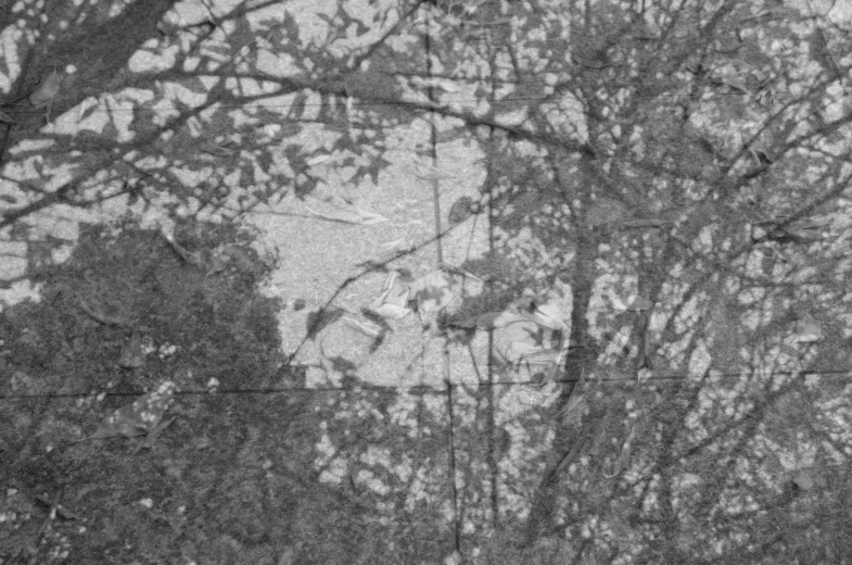 a black and white photo of some trees, a black and white photo, inspired by Constant Permeke, serial art, vhs static overlay, detail on scene, birds and trees, face partially obscured