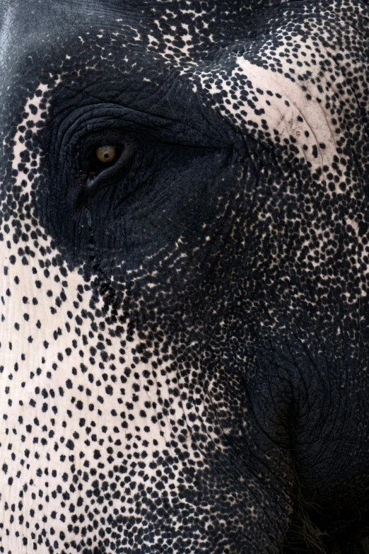 a close up of the face of an elephant, a stipple, inspired by Karel Dujardin, trending on unsplash, tapir, white freckles, sheep, high angle closeup portrait