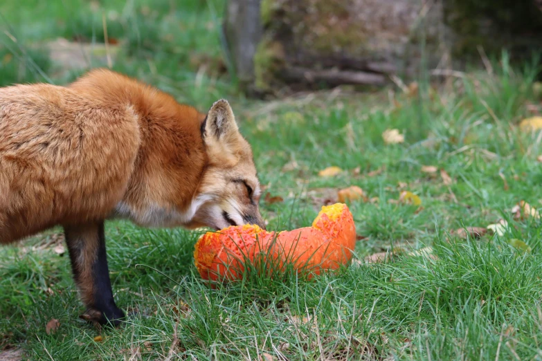 a fox eating a carrot in the grass, by Emma Andijewska, pexels contest winner, renaissance, pumpkins, eating rotting fruit, 15081959 21121991 01012000 4k, 2 5 6 x 2 5 6 pixels