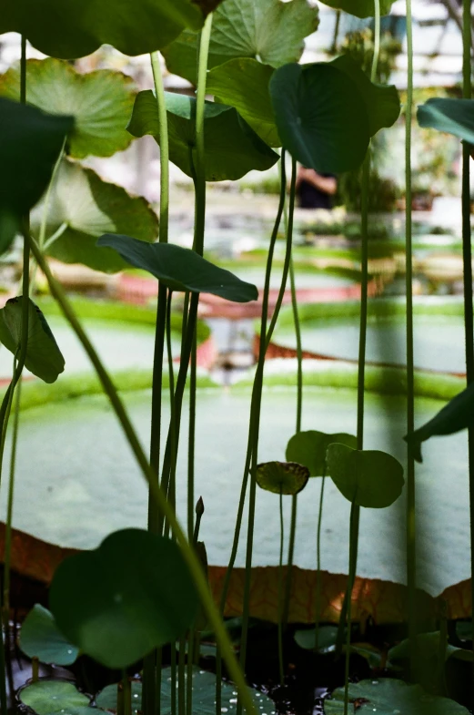 a pond filled with lots of green water plants, view through window, sitting on a lotus flower, up-close