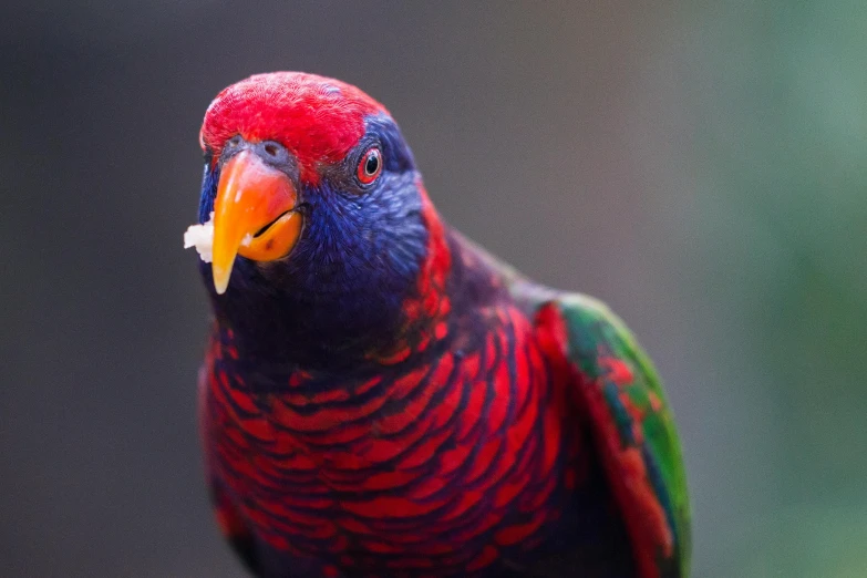 a colorful bird sitting on top of a tree branch, a portrait, pexels contest winner, australian, red and purple, 🦩🪐🐞👩🏻🦳, vibrant color with gold speckles