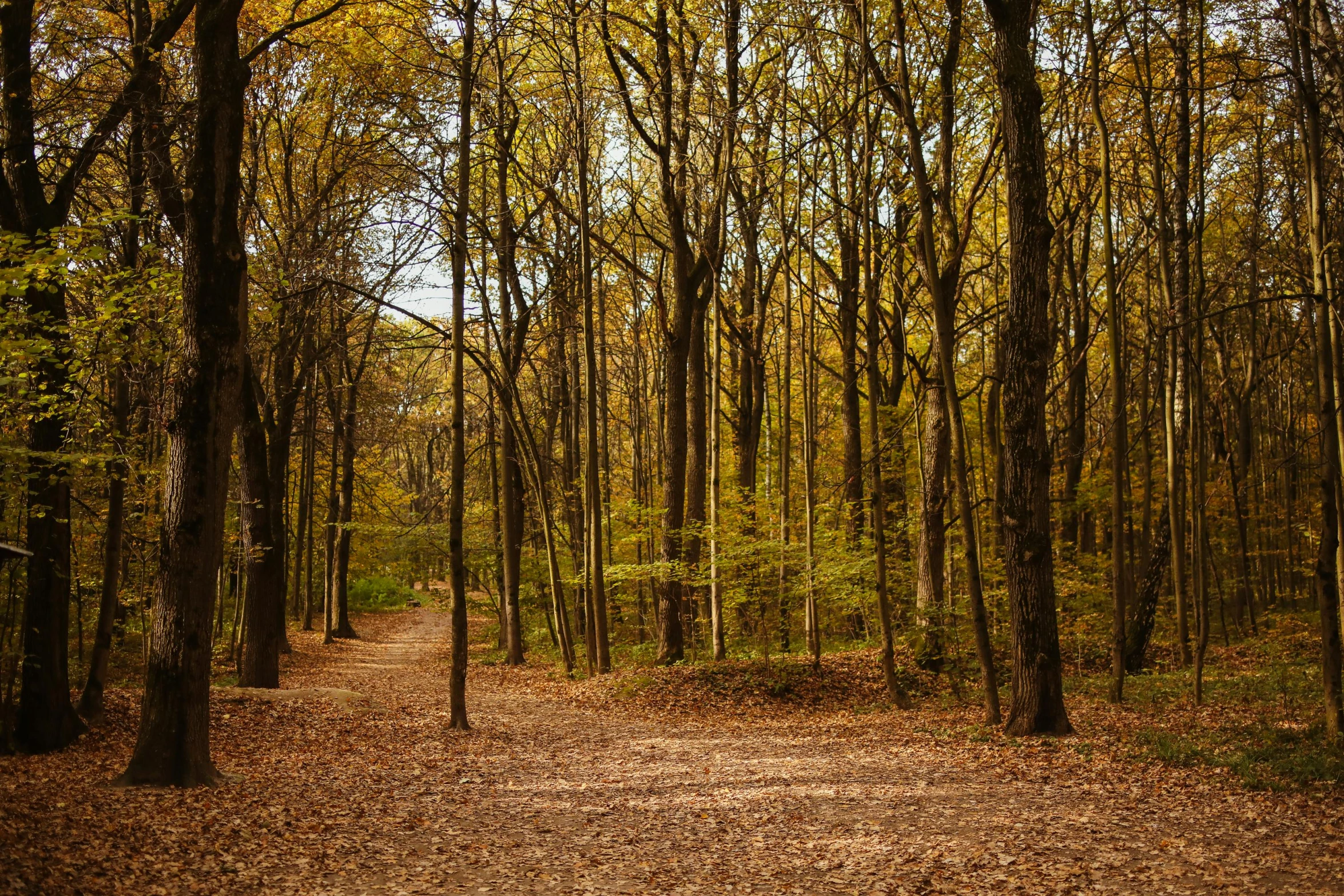 a dirt road in the middle of a forest, shades of gold display naturally, leaves twigs wood, northern france, fan favorite