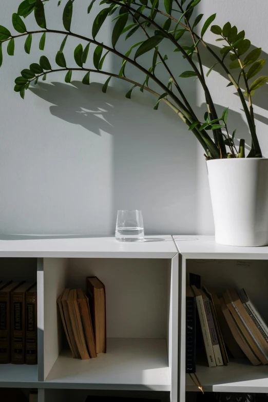 a potted plant sitting on top of a white shelf, inspired by Constantin Hansen, light and space, small glasses, filled with water, award - winning details, lossless quality