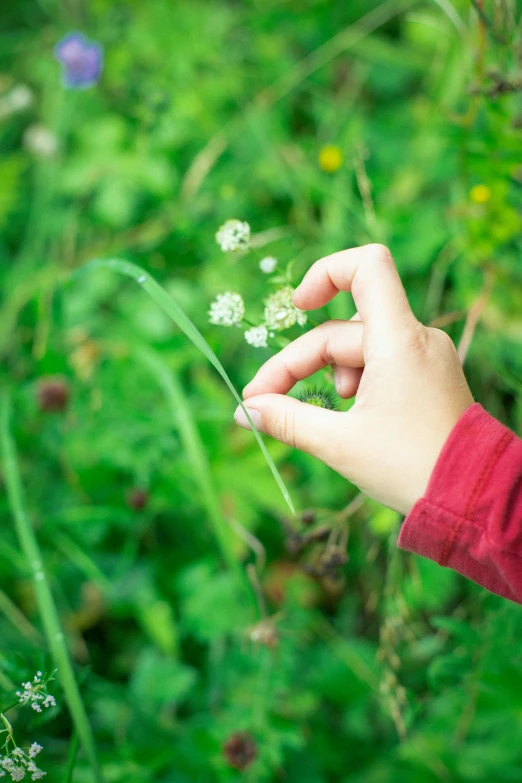 a person holding a flower in a field, in a grass field, greenery, fragility, kids