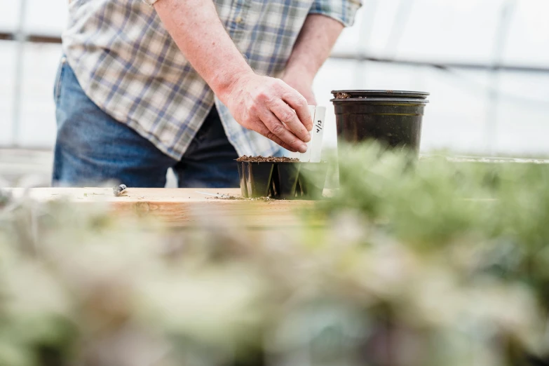 a close up of a person putting something in a pot, by Julian Allen, unsplash, farming, profile image, thumbnail, botanical