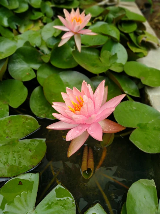 a couple of pink flowers sitting on top of a pond, in a pond