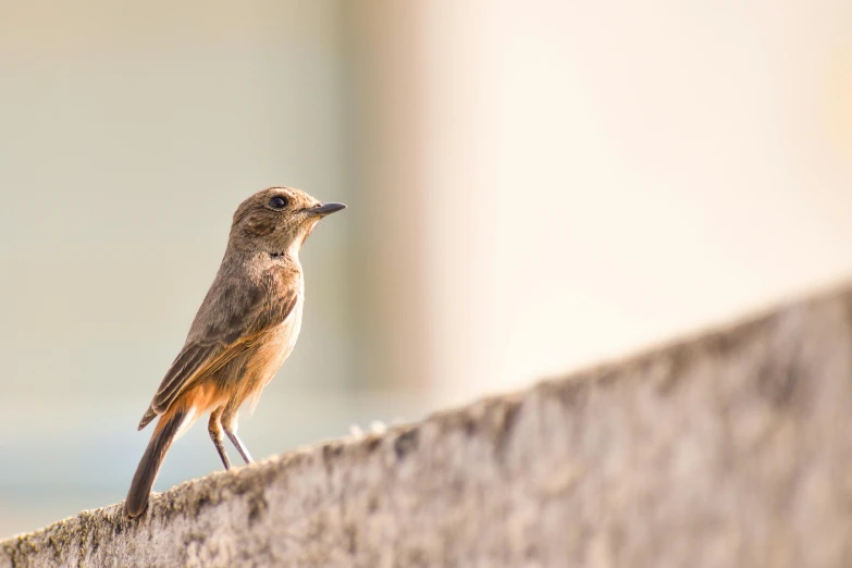 a small bird sitting on top of a cement wall, pexels contest winner, brown, bird nightingale as subject, super high resolution, uncropped