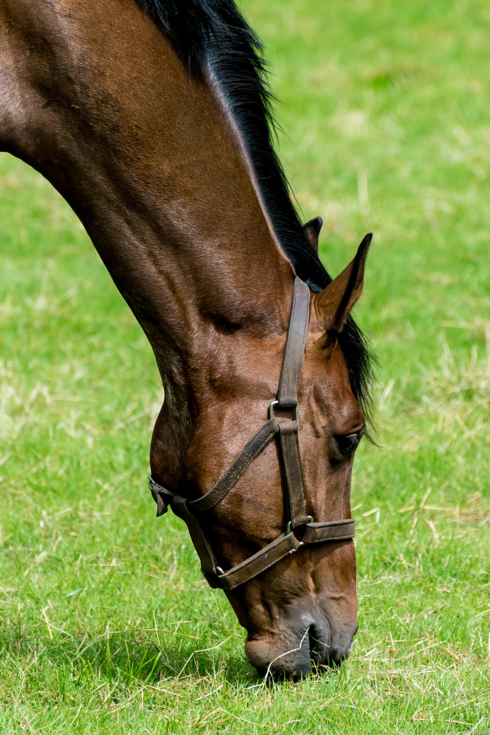 a brown horse standing on top of a lush green field, neck zoomed in, long hook nose, of augean stables, up close image