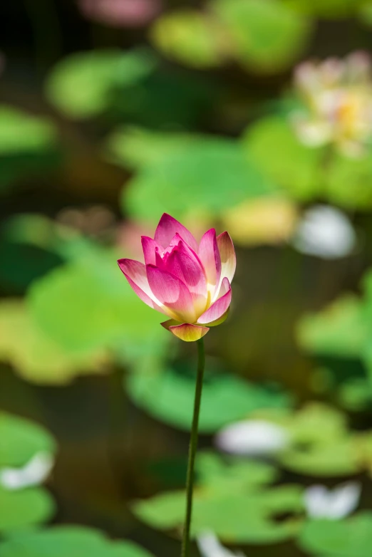 a pink lotus flower in the middle of a pond, unsplash, renaissance, vietnam, upright, sunlit, multicolored