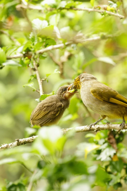 a couple of birds sitting on top of a tree branch, by Peter Churcher, sumatraism, with chicks, yellow and olive color scheme, eating, bird nightingale as subject