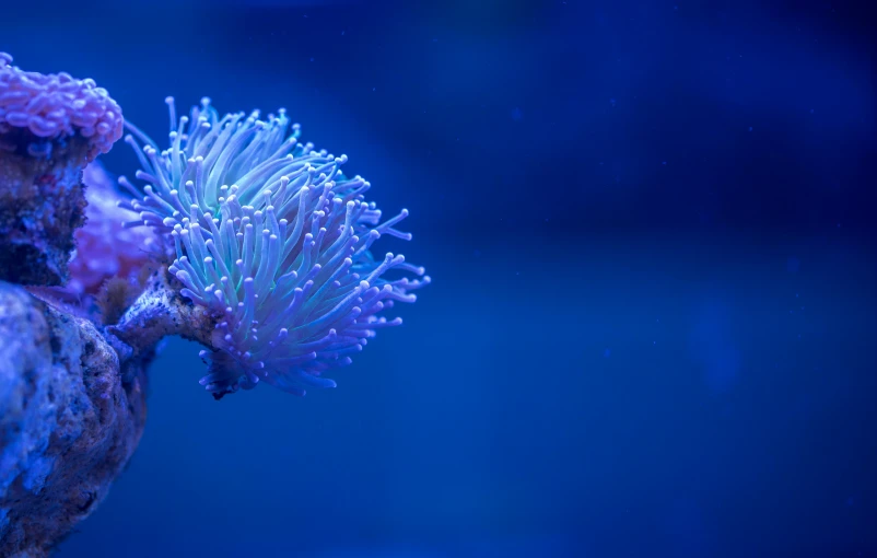 a close up of a sea anemone in a tank, pexels, fantastic realism, stern blue neon atmosphere, blue bonsai, profile shot, an intricate