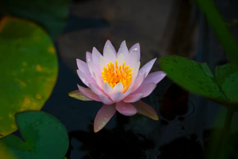 a pink water lily floating on top of a pond, unsplash, albino mystic, medium wide front shot, no cropping, multicoloured