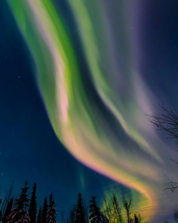 the aurora bore lights up the night sky, pexels contest winner, hurufiyya, curved trees, dynamic closeup, conde nast traveler photo, glowing veins of white