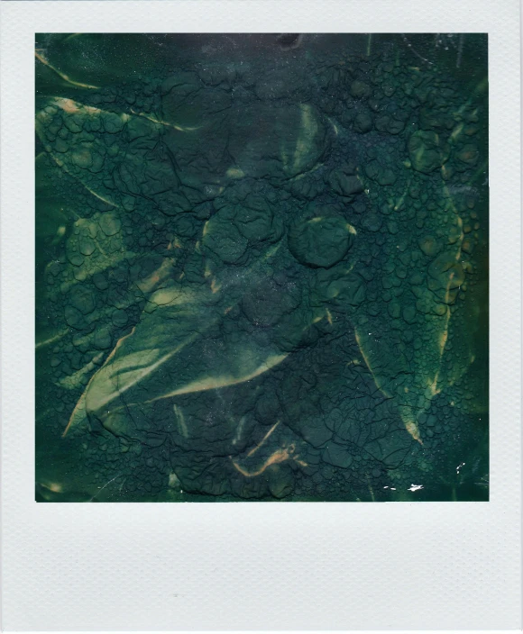 a polar polar polar polar polar polar polar polar polar polar polar polar polar polar polar polar polar polar polar polar polar polar polar polar polar polar polar, a polaroid photo, inspired by Elsa Bleda, unsplash, conceptual art, translucent algae ornate, cracked paint, dark green tint, low quality instant camera photo