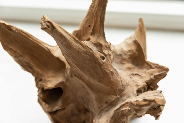 a close up of a piece of wood on a table, an abstract sculpture, by Helen Stevenson, unsplash, triceratops, root, naturalistic, ceramics