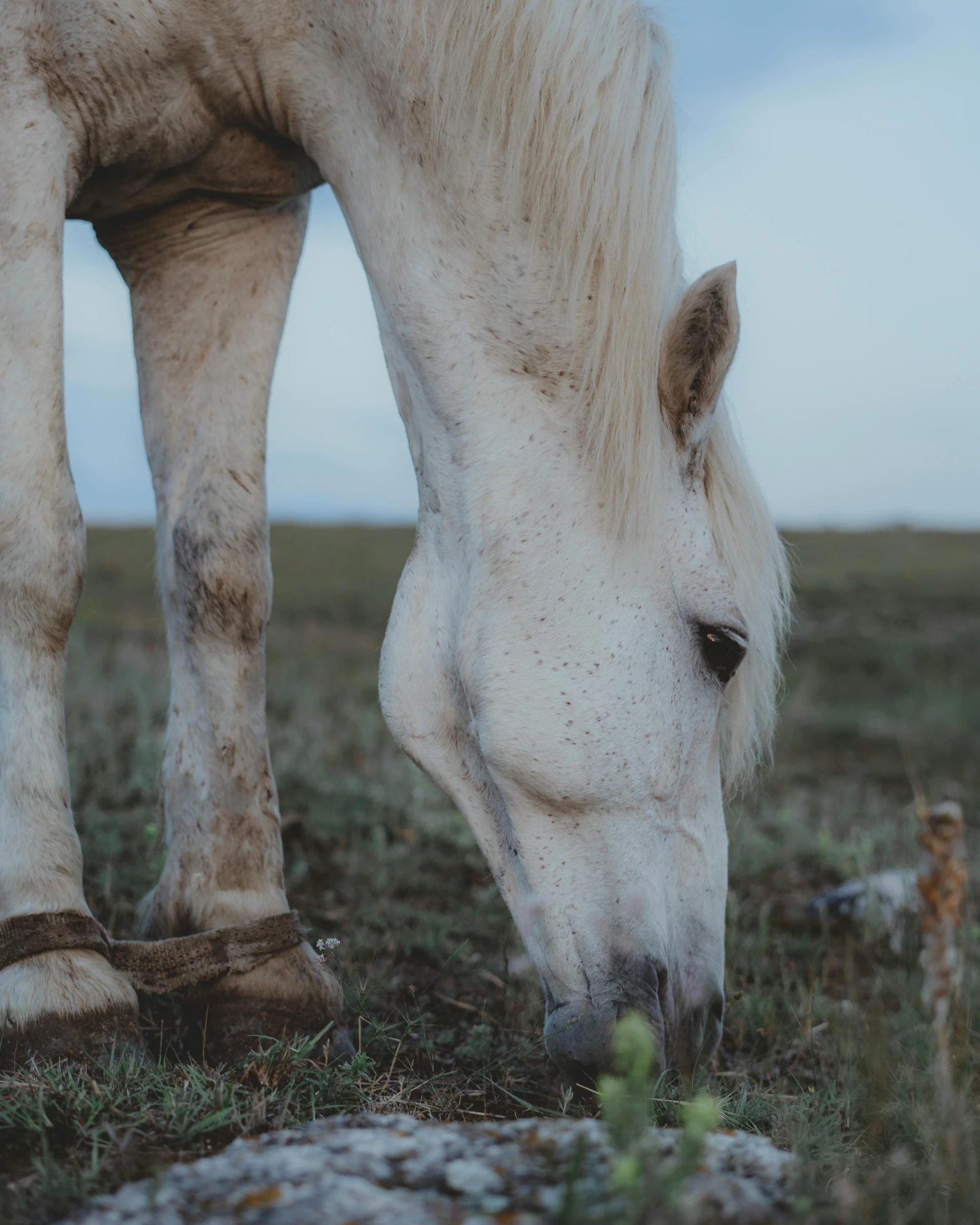 a white horse standing on top of a grass covered field, pexels contest winner, dirt - stained skin, dinner is served, with freckles, slightly pixelated