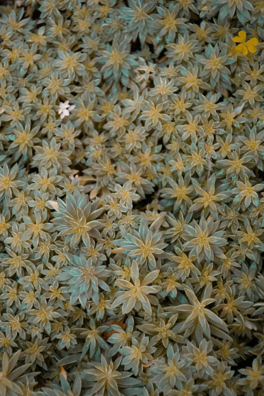 a group of yellow flowers sitting on top of a lush green field, a macro photograph, by Attila Meszlenyi, conceptual art, rugged | stars, made of glazed, glistening seafoam, brown