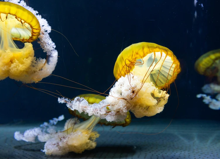 a group of jellyfish swimming in an aquarium, pexels contest winner, with a bright yellow aureola, twisting organic tendrils, a pair of ribbed, 🦩🪐🐞👩🏻🦳