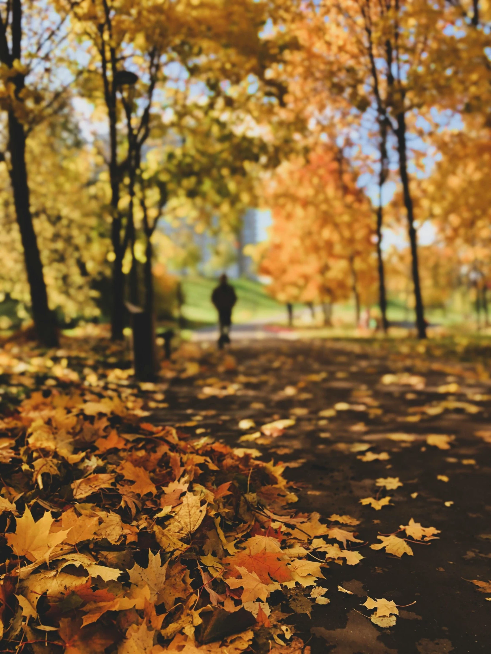 a person walking down a leaf covered path, a picture, shades of gold display naturally, with a park in the background, promo image, view from ground level