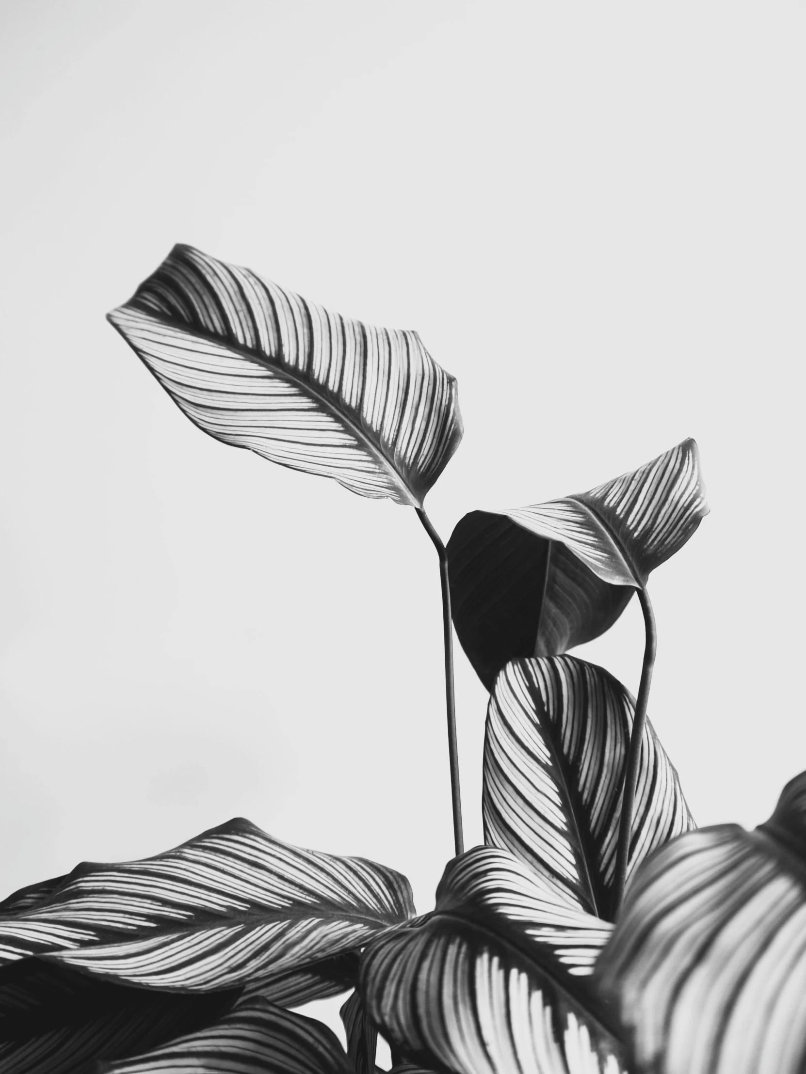 a black and white photo of a plant, by Emily Shanks, unsplash contest winner, minimalism, banana plants drawing, microchip leaves, clean 4 k, trending on society6