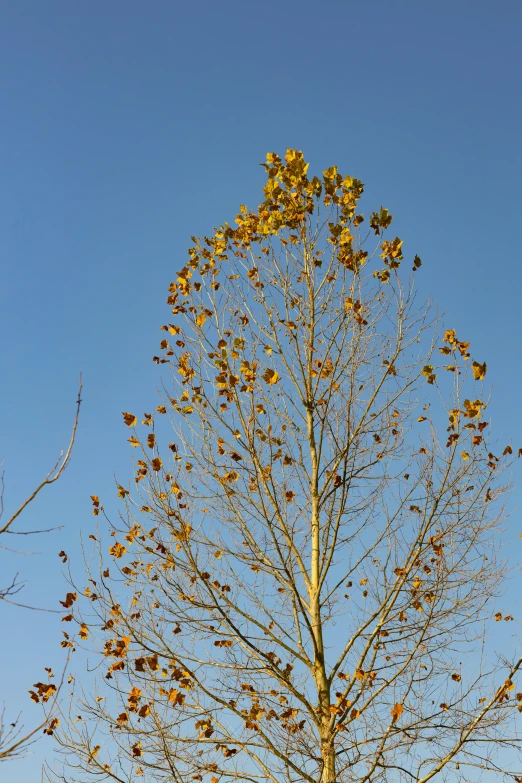 a bare tree with yellow leaves against a blue sky, by David Simpson, land art, long petals, in its dying breath, tall thin, many leaves