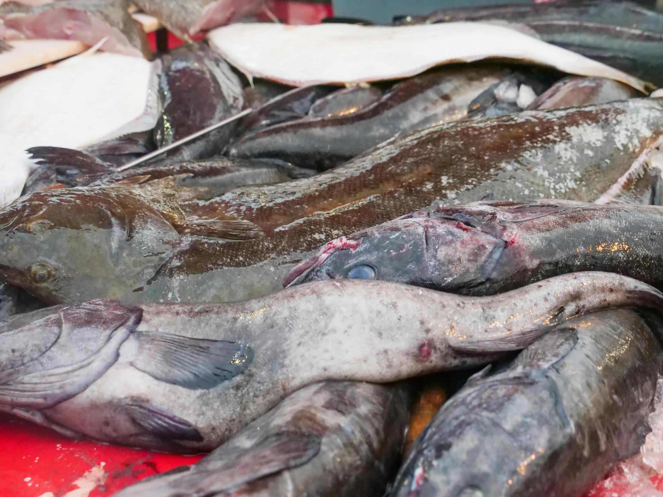 a pile of fish sitting on top of a table, arctic fish, thumbnail, underwater market, fan favorite