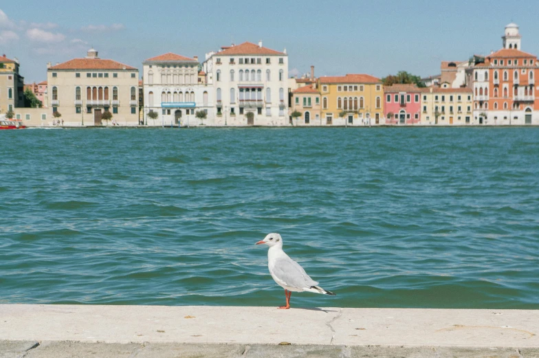 a seagull standing in front of a body of water, a picture, inspired by Quirizio di Giovanni da Murano, pexels contest winner, portra, town in the background, dezeen, olive green and venetian red