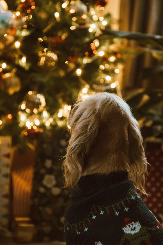 a dog sitting in front of a christmas tree, a picture, by Dan Content, pexels, fine art, looking from behind, evening lighting, gif, a blond