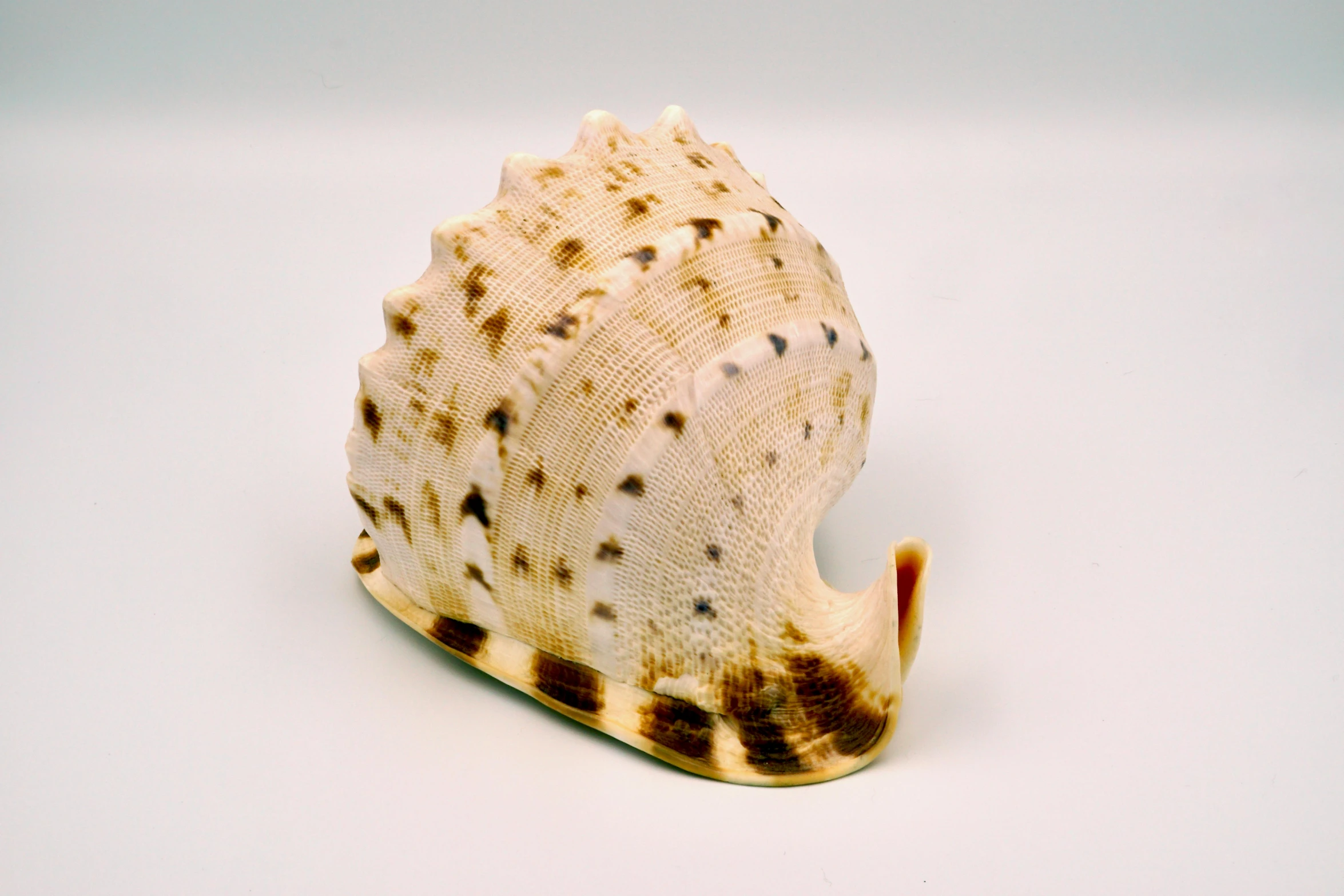 a close up of a shell on a white surface, sōsaku hanga, replica model, small head, hasselblatt, 2040