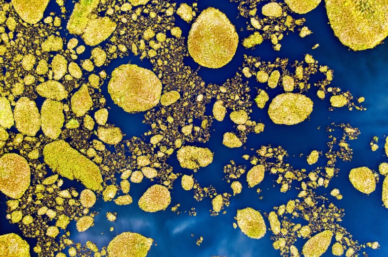 a group of algae floating on top of a body of water, a microscopic photo, inspired by Yves Klein, pexels, conceptual art, colors with gold and dark blue, sky - high view, yellow clouds, fairy circles