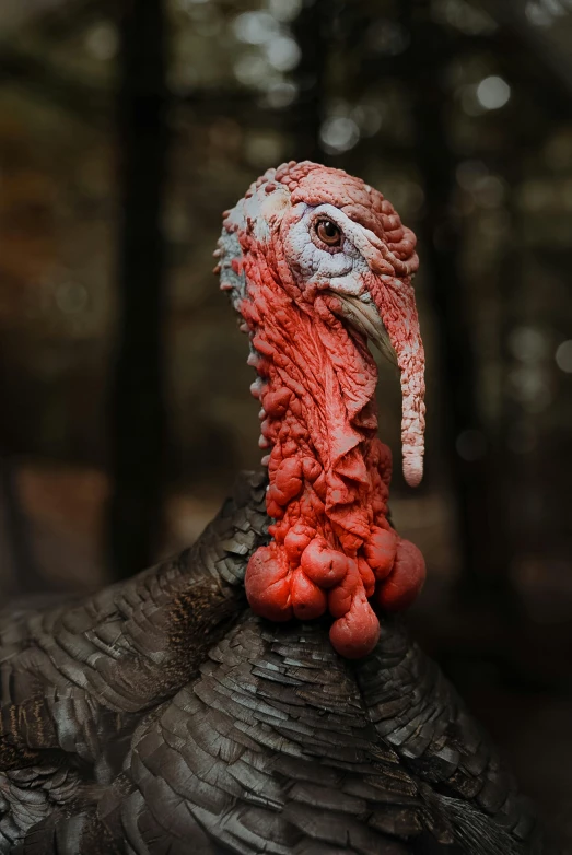a close up of a turkey in a forest, a portrait, pexels contest winner, paul barson, 3-dimensional, male emaciated, jenna barton