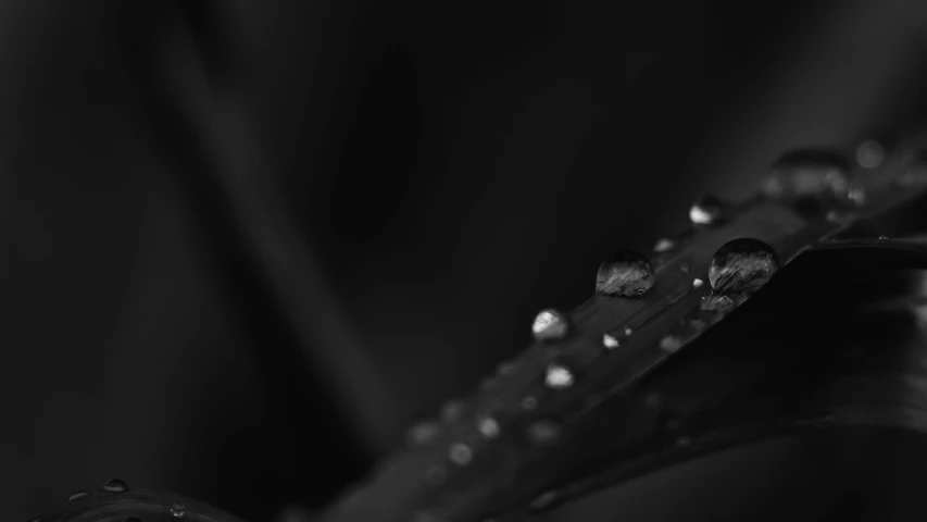 a close up of a leaf with water droplets on it, by Stefan Gierowski, unsplash, minimalism, bw photo, micro detail 4k, dark wallpaper, beads of sweat