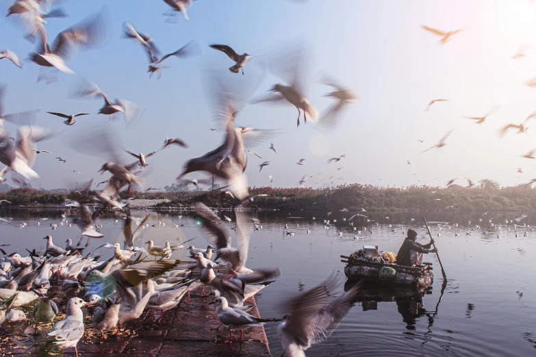 a flock of birds flying over a body of water, by Ibrahim Kodra, pexels contest winner, fisherman, hangzhou, fujifilm”, urban surroundings